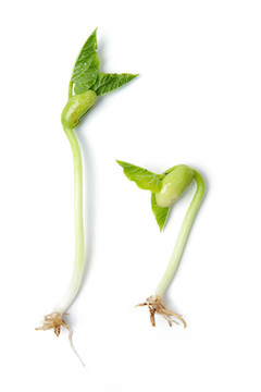 豆