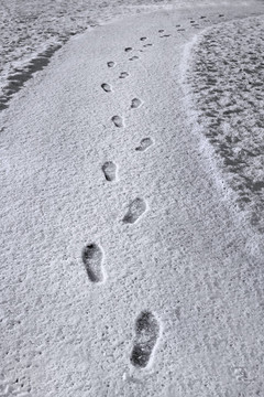 新雪中的腳印