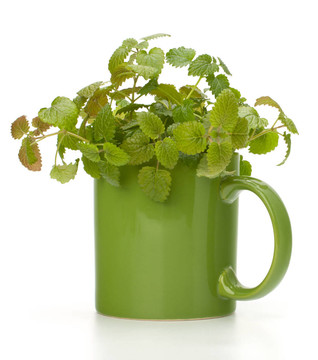 草藥薄荷茶