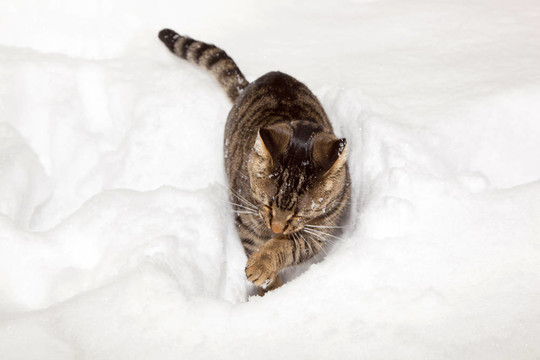 可愛的貓在冬天漫步在雪中