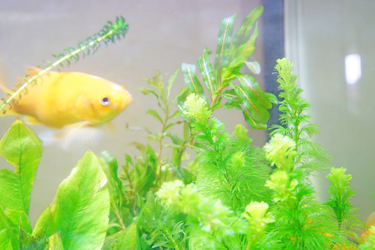 錦鯉 金魚 魚缸背景