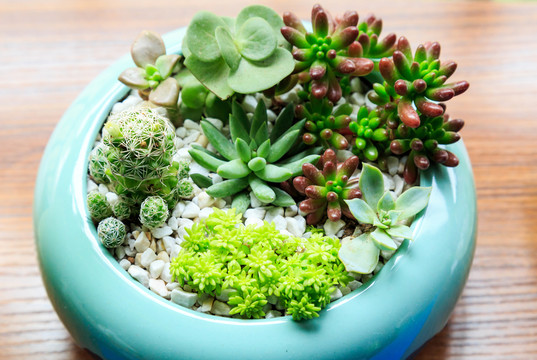 多肉植物