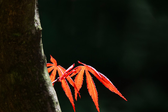 紅葉