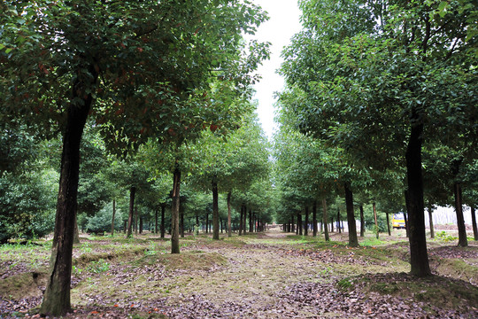 香樟樹