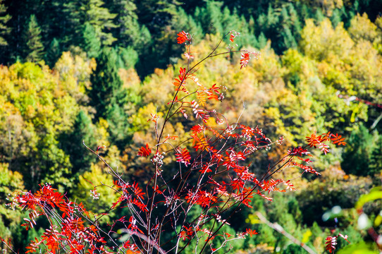 秋天 紅葉