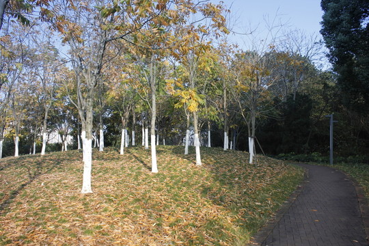 午后陽光下公園景色