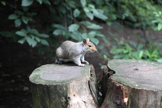 a_grey_squirrel_with_a_red_face