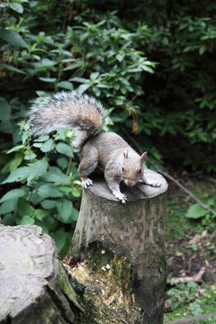 a_squirrel_getting_ready_to_jump