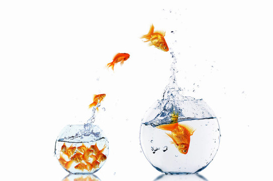 金色的魚在一起