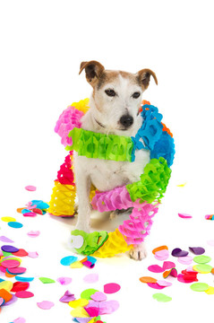 生日的狗
