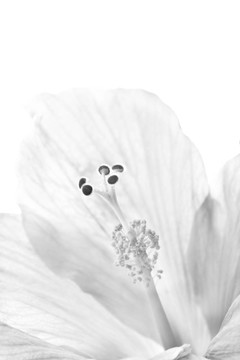 黃色的芙蓉花宏