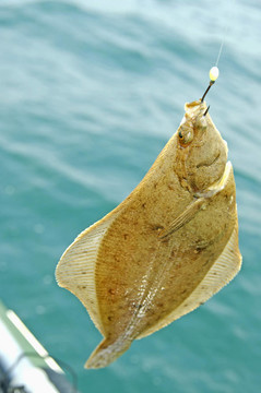 歐洲比目魚；弗盧克；比目魚。