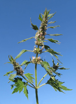 益母草：益母草
