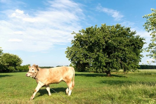 奶牛動物系列