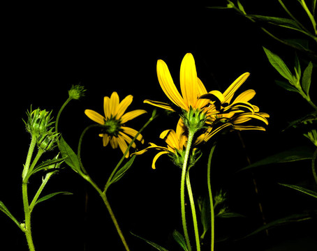 Rudbeckia