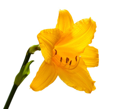 黃花黃花菜。