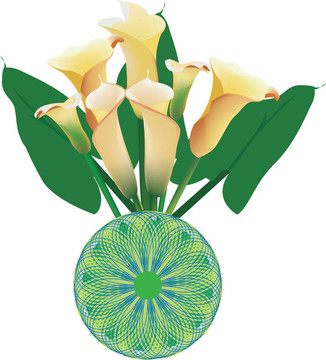 美麗的calla lily