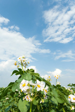 野生植物