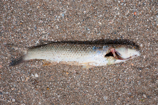 死魚