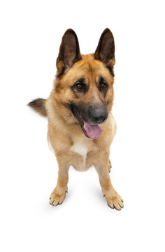 白色背景的美麗德國(guó)牧羊犬。
