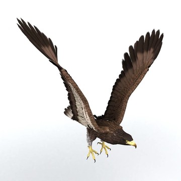鷹