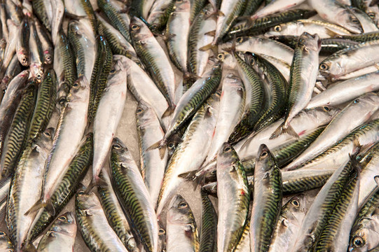 魚(yú)市場(chǎng)上的新鮮魚(yú)