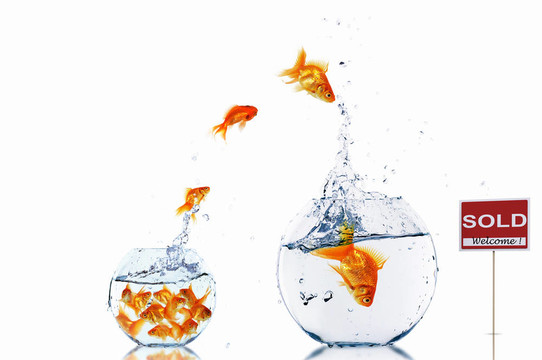 在一個(gè)魚(yú)缸里的金魚(yú)