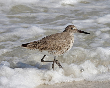 在2的春天，Willet