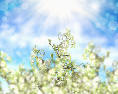 圖片的花