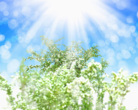 圖片的花