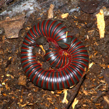 美國巨大的千足蟲（narceus americanus）