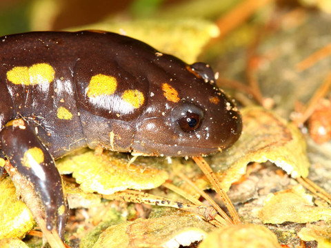 斑點蠑螈（Ambystoma maculatum）