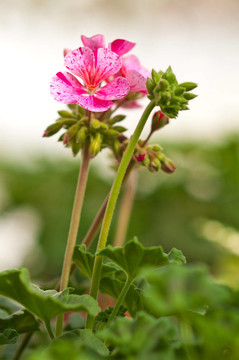 八仙花