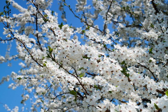 櫻花