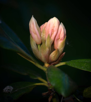 粉紅色的杜鵑花的花蕾