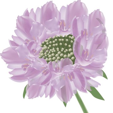 紫盤花