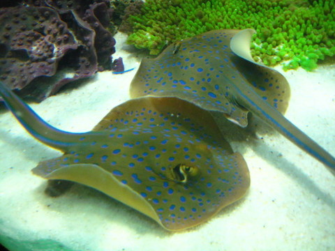 黃貂魚