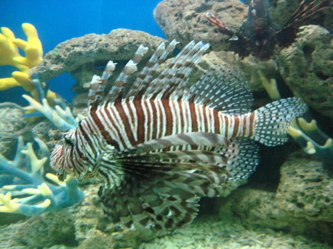 獅子魚2