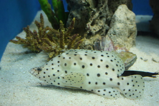 白色的石斑魚