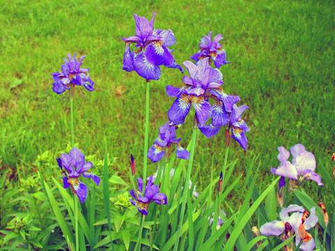 藍(lán)色的花鳶尾