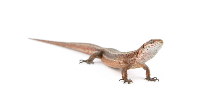 llizard