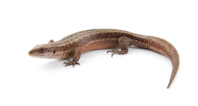 llizard