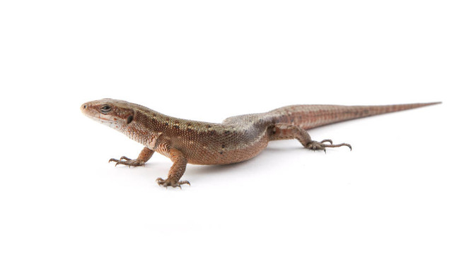 llizard