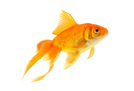 金魚(yú)