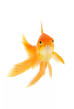 金魚