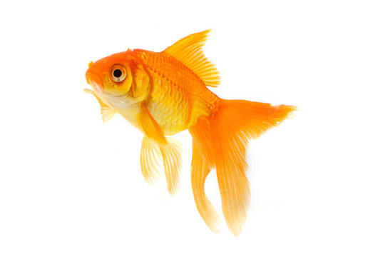 金魚