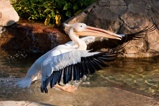 鵜鶘降落在動物園里的一個池塘