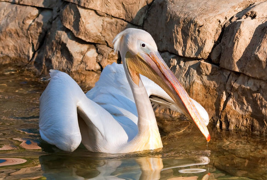 鵜鶘降落在動物園里的一個池塘