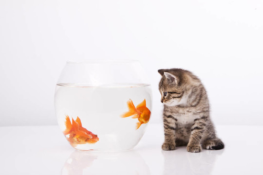 家里的貓和一只金魚