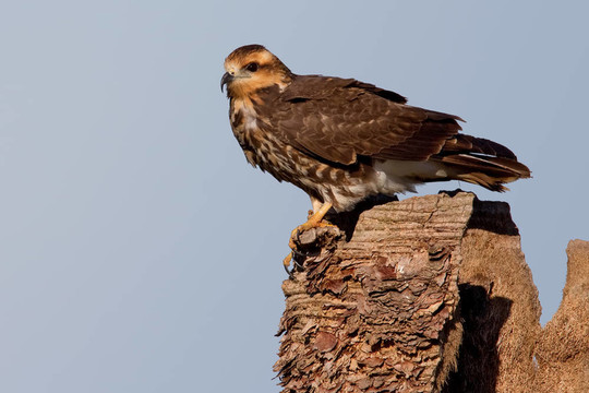 蝸牛的風(fēng)箏（Rostrhamus sociabilis）